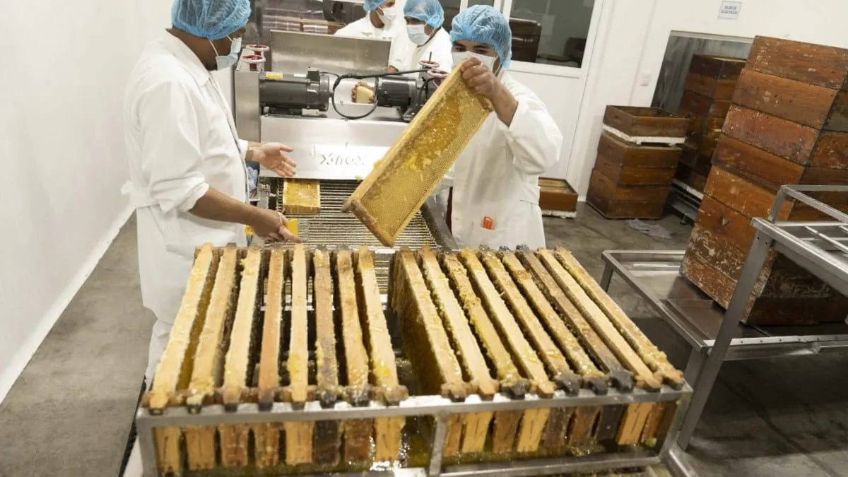 Exportaciones mexicanas alcanzaron un valor de 184 millones de dólares (mdd) entre 2024 y 2025.