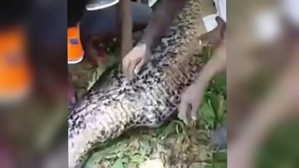 Colosal pitón mata y devora entero a un hombre en Indonesia; el cuerpo fue hallado en su interior