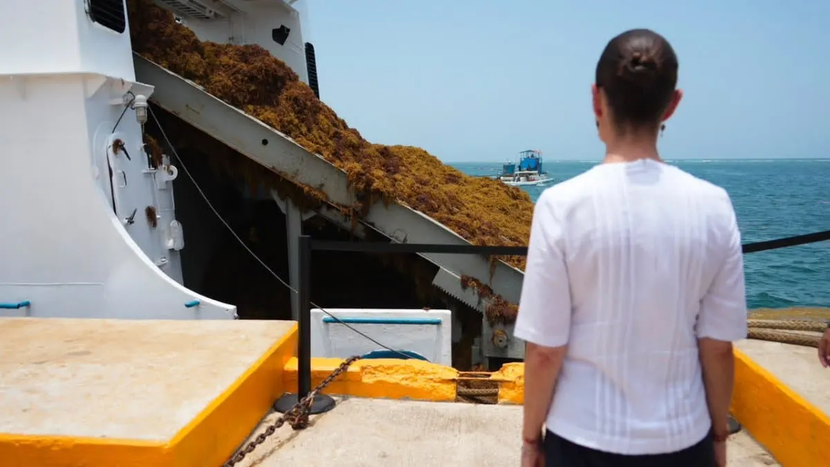 La Presidenta supervisa la recolección del sargazo en Quintana Roo.