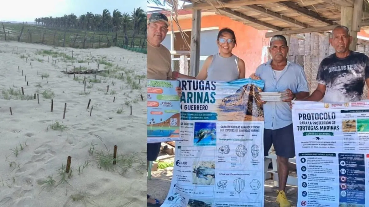 Refuerzan vigilancia en campamentos tortugueros de Guerrero durante temporada de anidación
