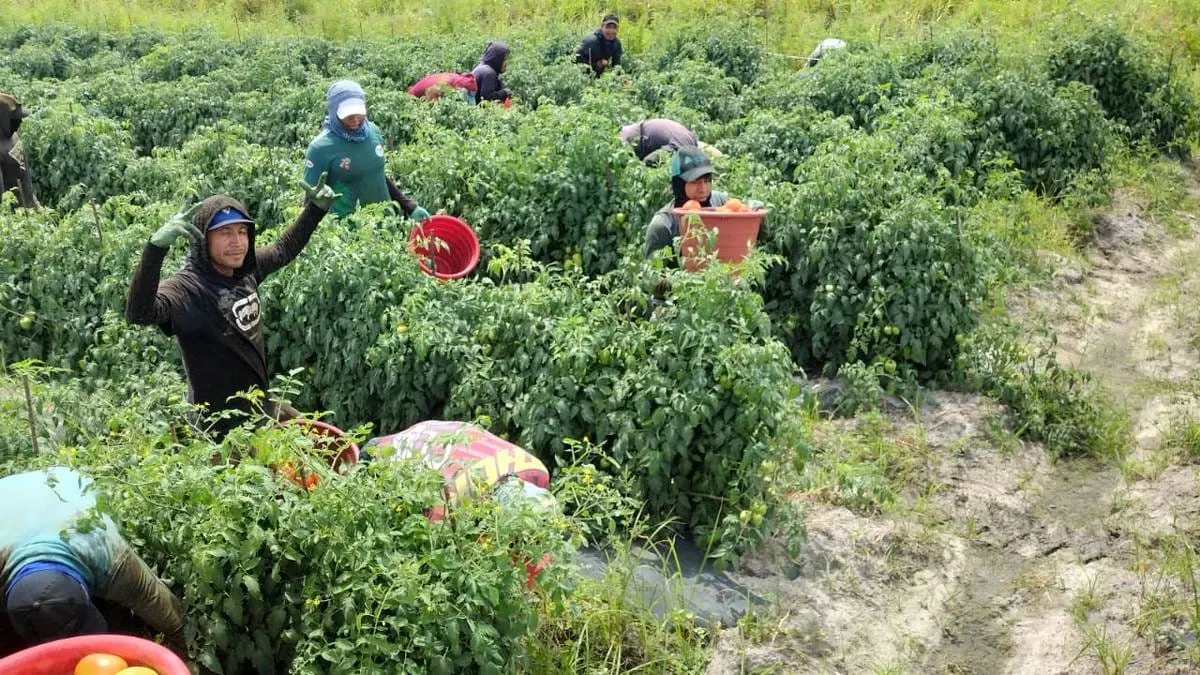 Guerrerenses encuentran trabajo en el extranjero; más de mil 200 ya fueron colocados