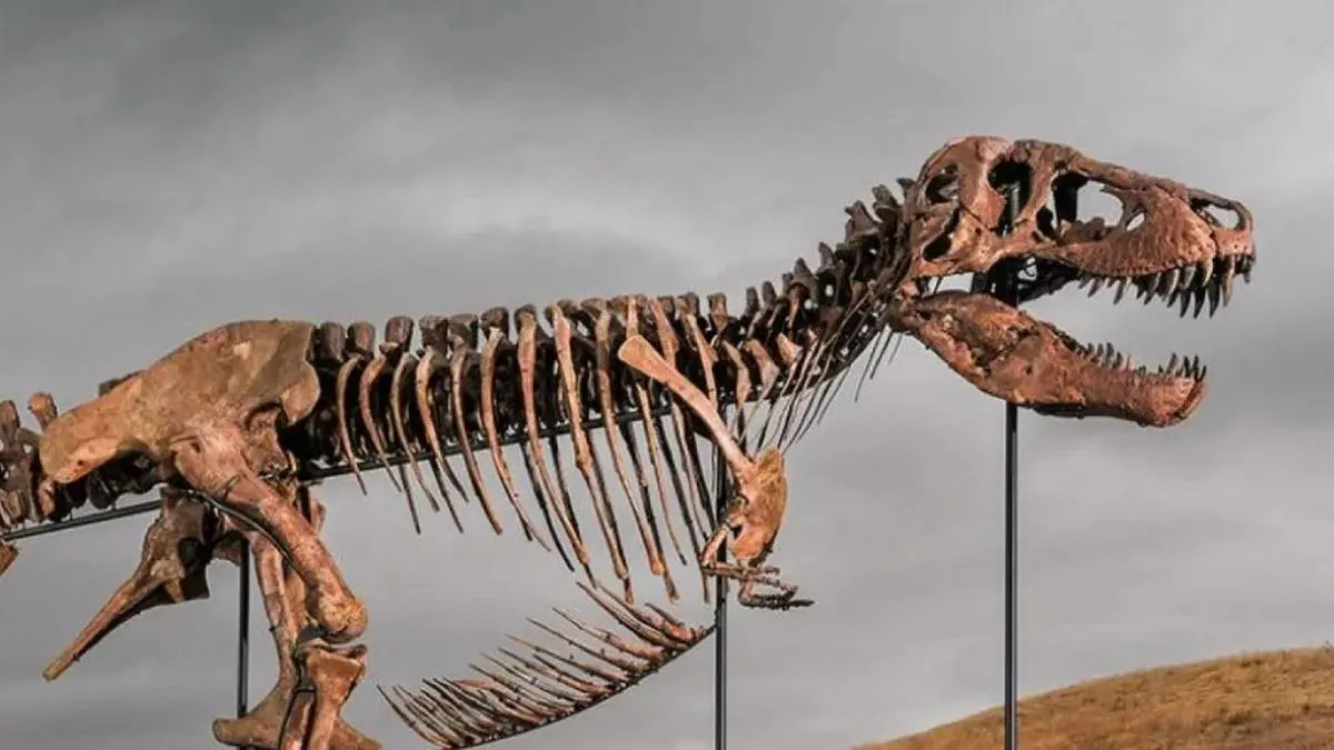 Un T. rex rompe el récord: venden su fósil por más de 50 millones de dólares