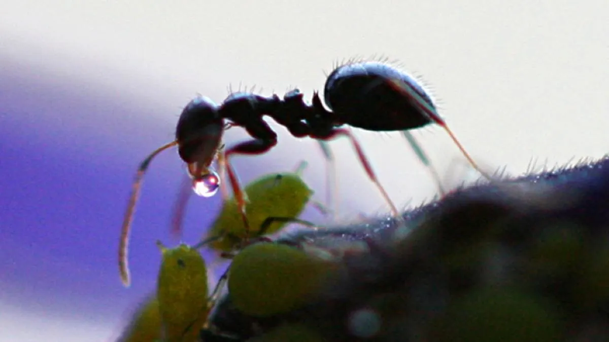 ¿Hay 20 millones de insectos? Un estudio dice que conocemos menos del 10% de las especies del planeta