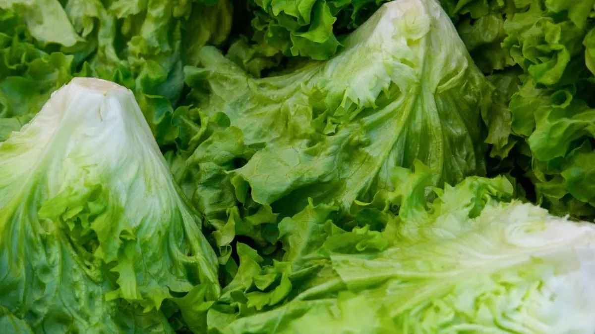 Un "falso positivo", la lechuga de México no causa diarrea explosiva.