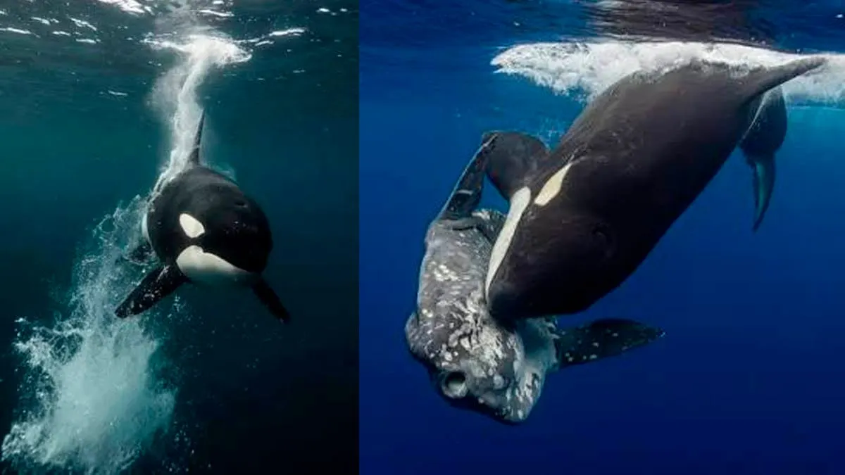 Orcas hacen explotar peces gigantes para poder comérselos, revela estudio