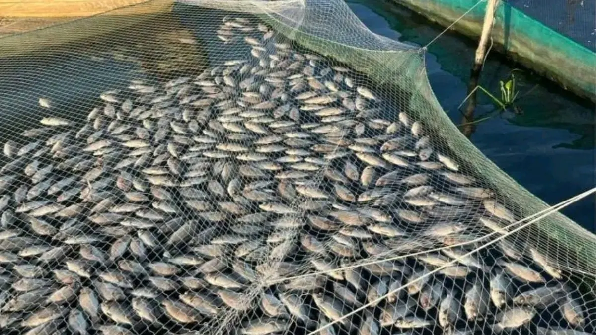 Investiga SEMAREN muerte de peces en Barra Vieja; analizan niveles de oxígeno