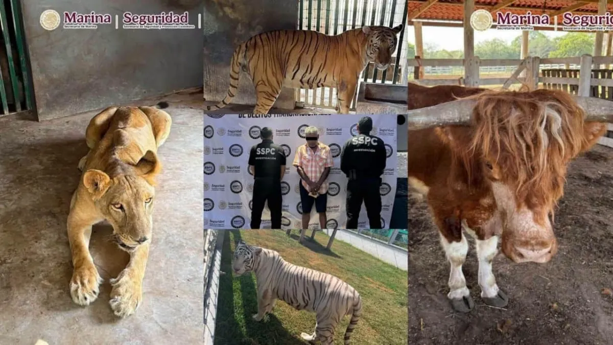 Aseguran 135 animales exóticos durante operativo contra combustible ilegal en un rancho de Tamaulipas