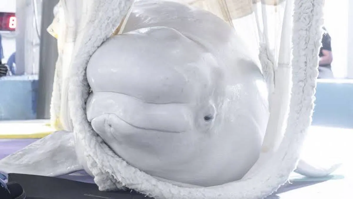 Cleopatra y Jelly Bean: las dos belugas que volaron 7 horas para escapar de la eutanasia
