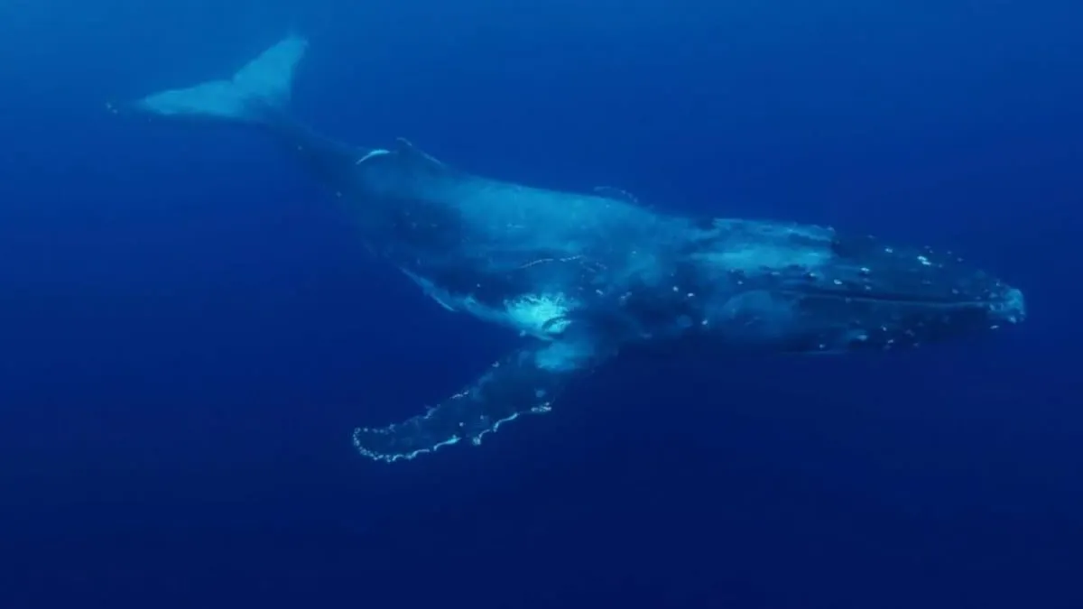 Las ballenas parecen emitir sonidos a una velocidad imposible; un efecto del océano estaría detrás del fenómeno
