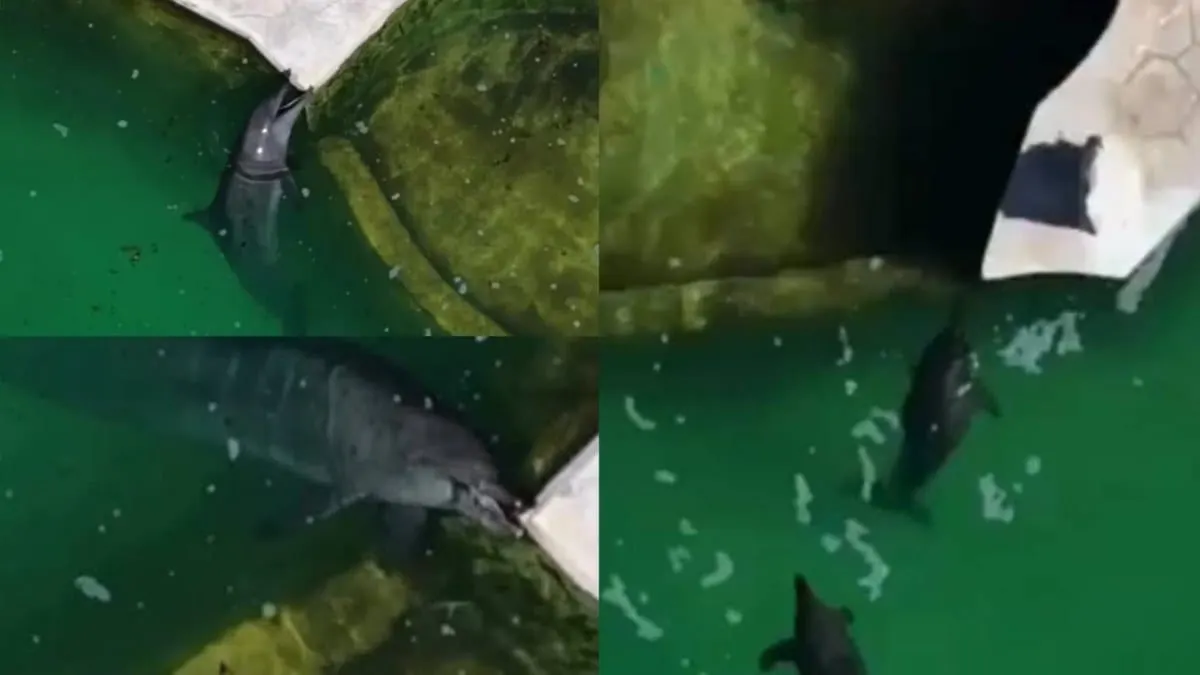 Nueve delfines envejecen olvidados en un parque clausurado de Cancún; activistas ponen sobre la mesa la eutanasia
