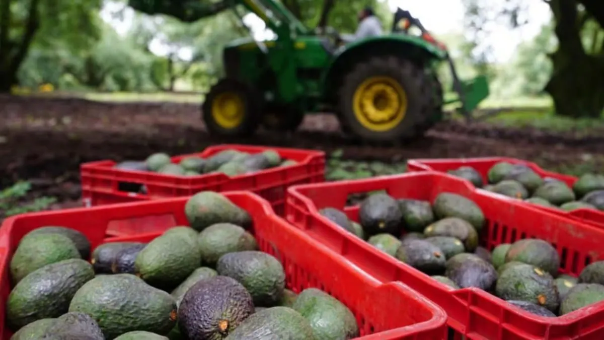 Sheinbaum activa plan federal para reactivar exportación de aguacate a EU tras suspensión por amanezas