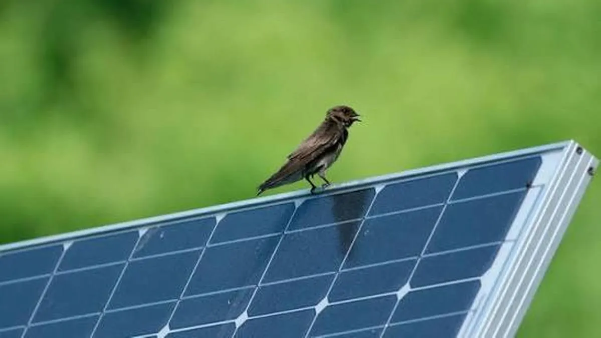 Expansión de energía solar afecta a la diversidad de aves en China