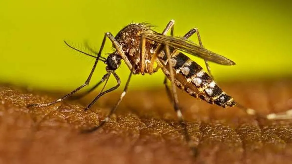 Reportan en Guerrero 20 casos confirmados de dengue en lo que va de 2026