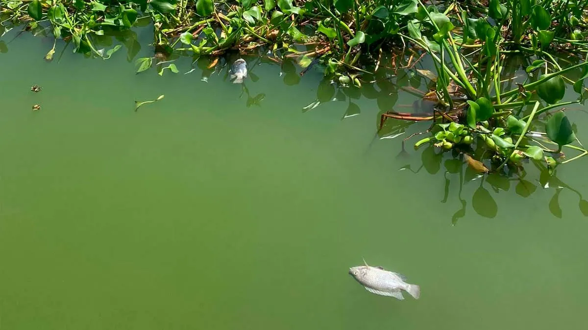 Congreso de Guerrero pide revisar drenaje y aguas residuales en lagunas de Coyuca y Tres Palos