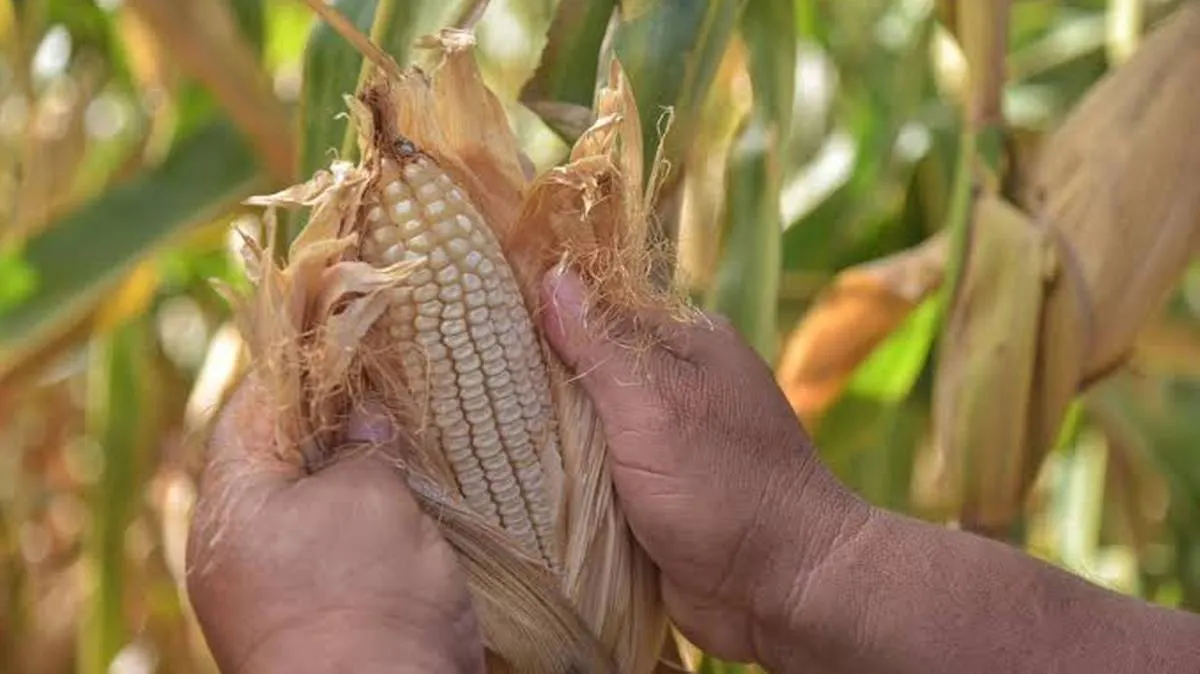 Congreso de Guerrero pide reforzar los apoyos para productores de maíz