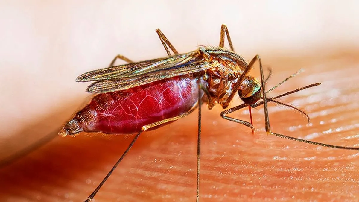 Alerta en África: mosquito resistente a insecticidas preocupa a científicos