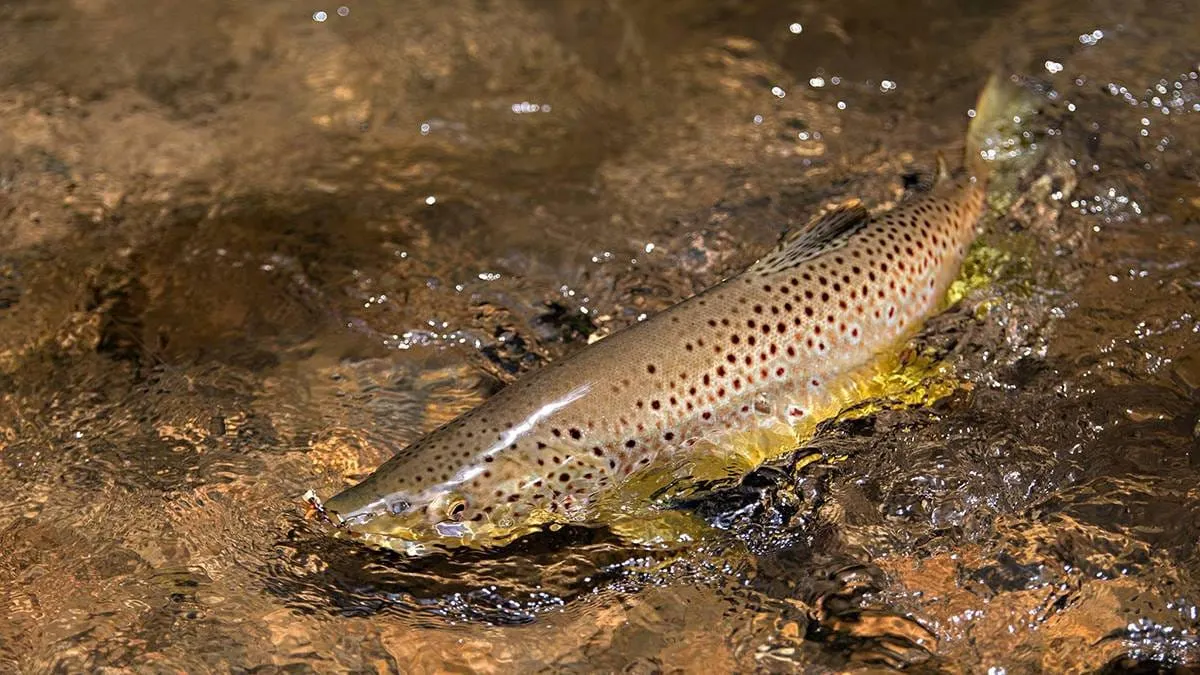 Crean “supermachos” para acabar con peces invasores