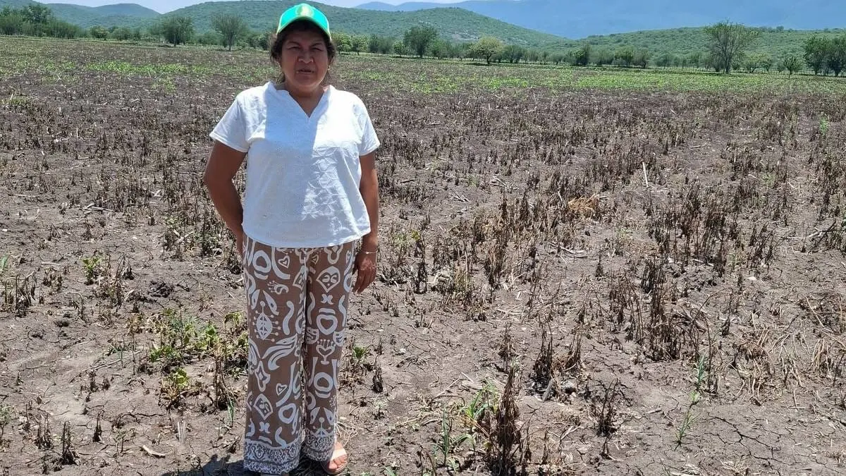 La sequía arrasa con el maíz en Guerrero; 53 municipios ya reportan pérdidas