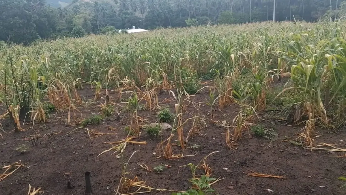 Sequía ya provoca daños irreversibles al maíz en 20 municipios de Guerrero