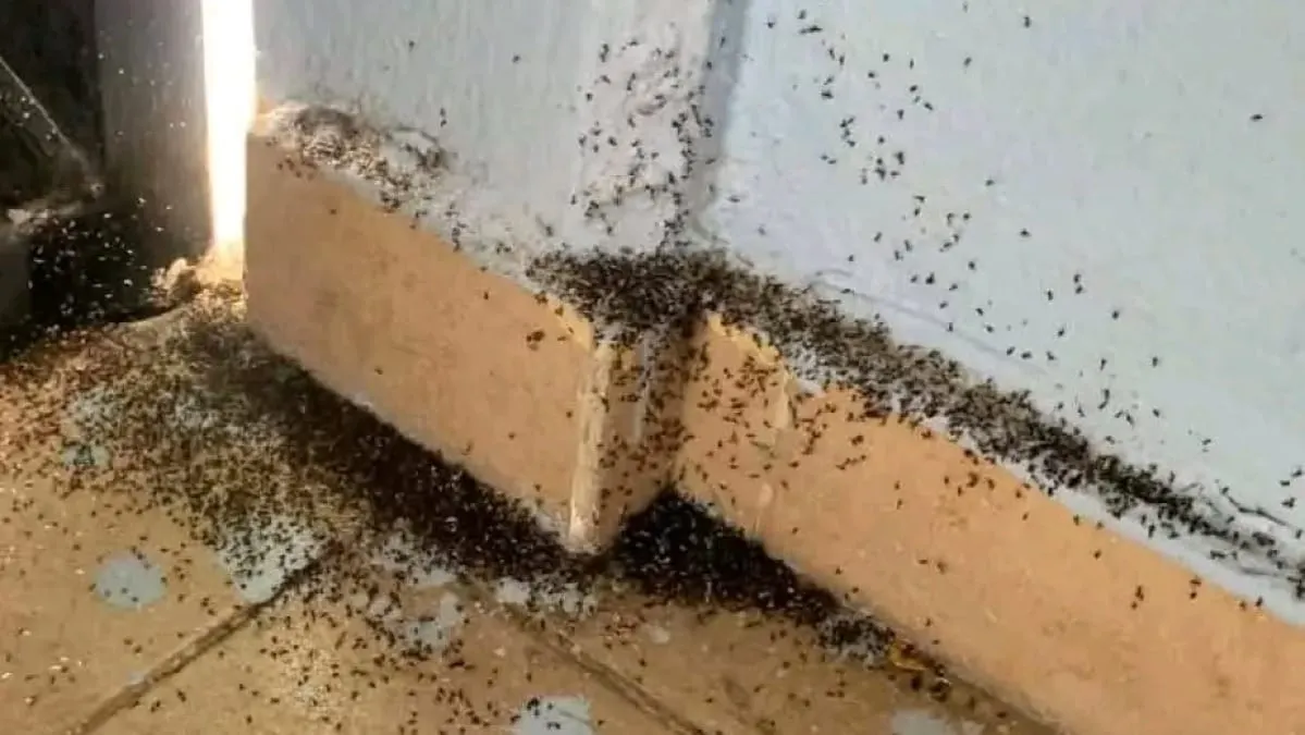 Enjambres de chicatanas y hormigas sorprenden a vecinos de Chilpancingo; piden precaución