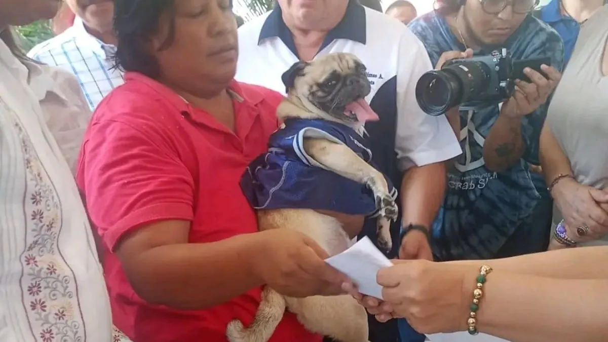 ¿Tienes perro o gato en Acapulco? Ya puedes registrarlo y obtener un código QR