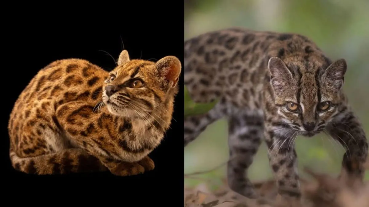 Descubren al Leopardus tilcayo en Bolivia, el nuevo felino identificado por científicos un siglo después
