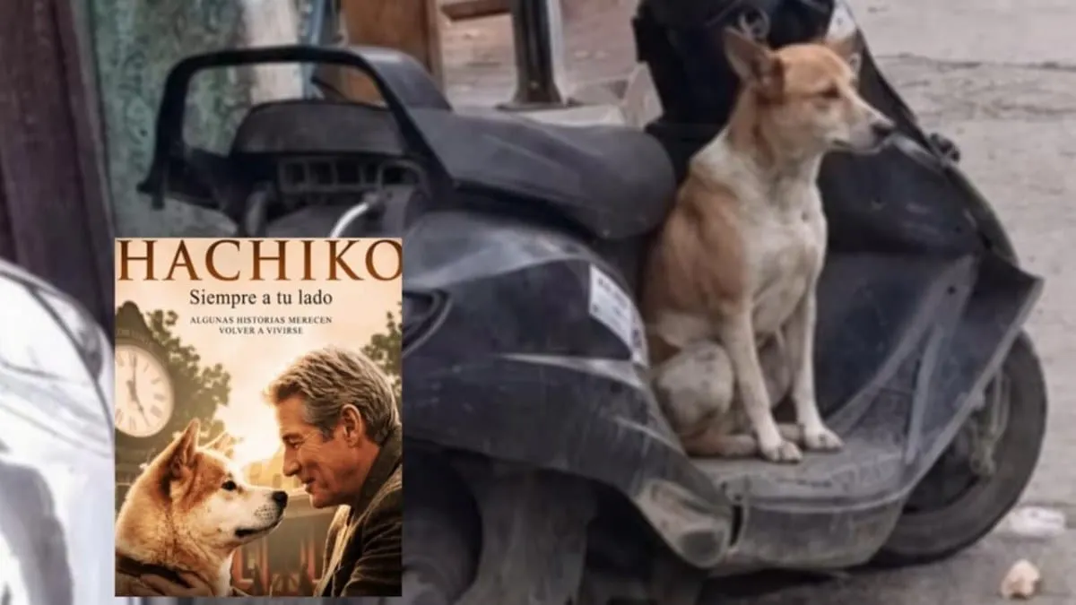 El "Hachiko" mexicano existe y espera el regreso de su dueño, aunque murió hace 8 meses