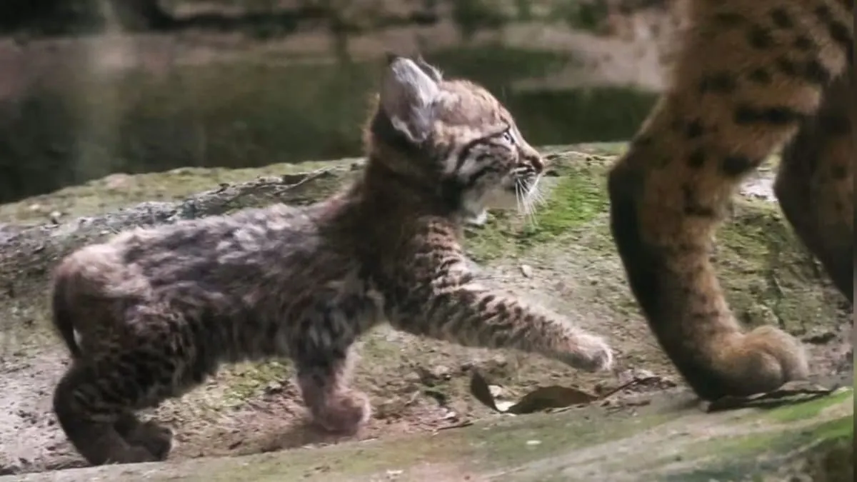 Inédito, lince rojo nace por primera vez en Chapultepec, un logro para la conservación de fauna silvestre