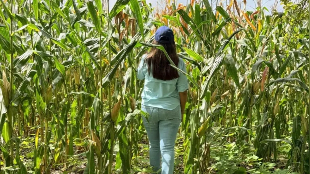 Sheinbaum anuncia medidas para mejorar ingresos de productores y fortalecer el maíz mexicano