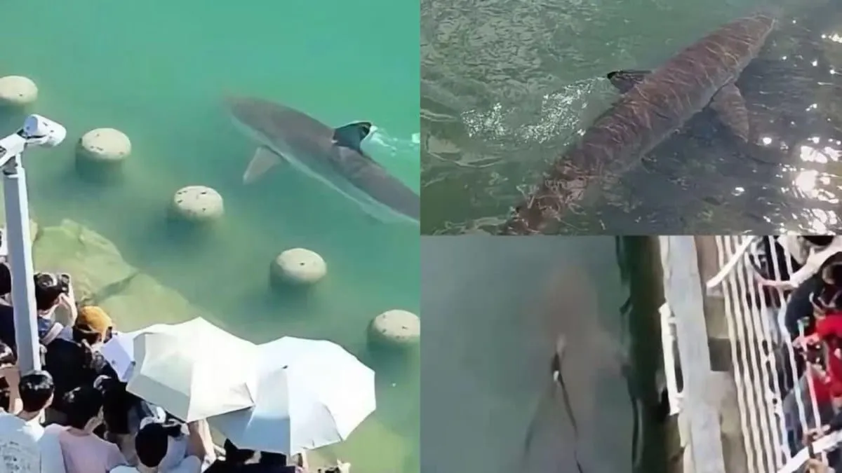 Tiburón atrapado en un canal de Busan se convierte en atracción para miles personas; buscan devolverlo al mar