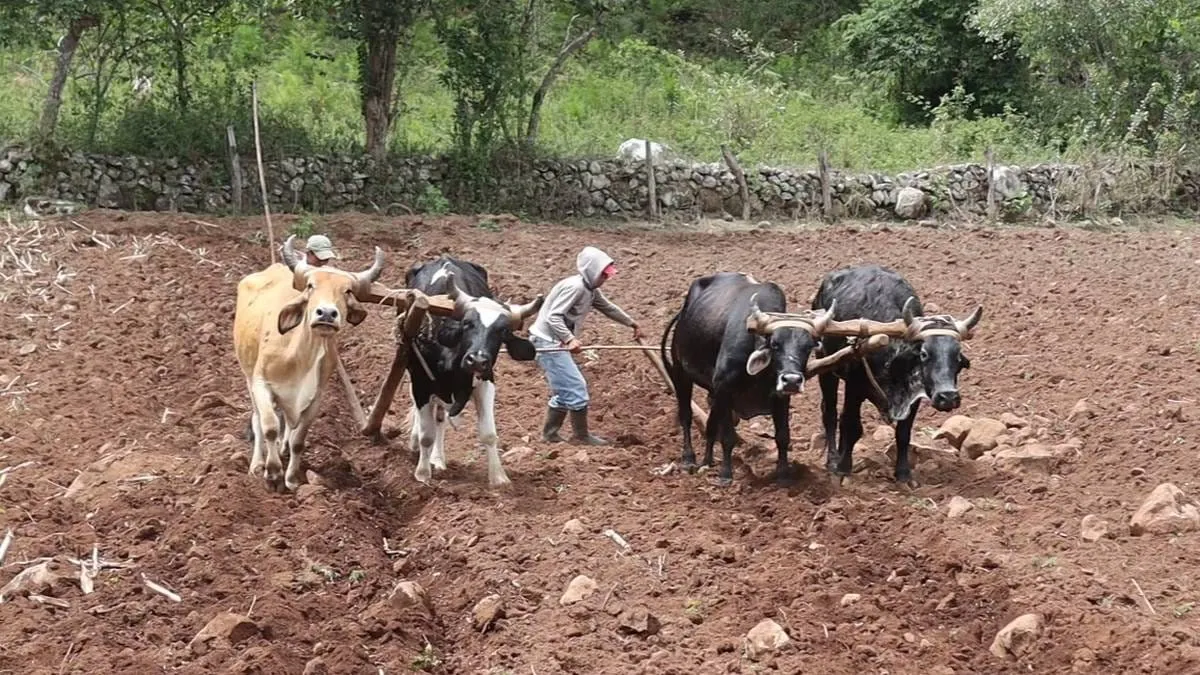 Honduras recurrirá a la siembra de nubes para enfrentar la sequía; empresa mexicana realizará 20 vuelos