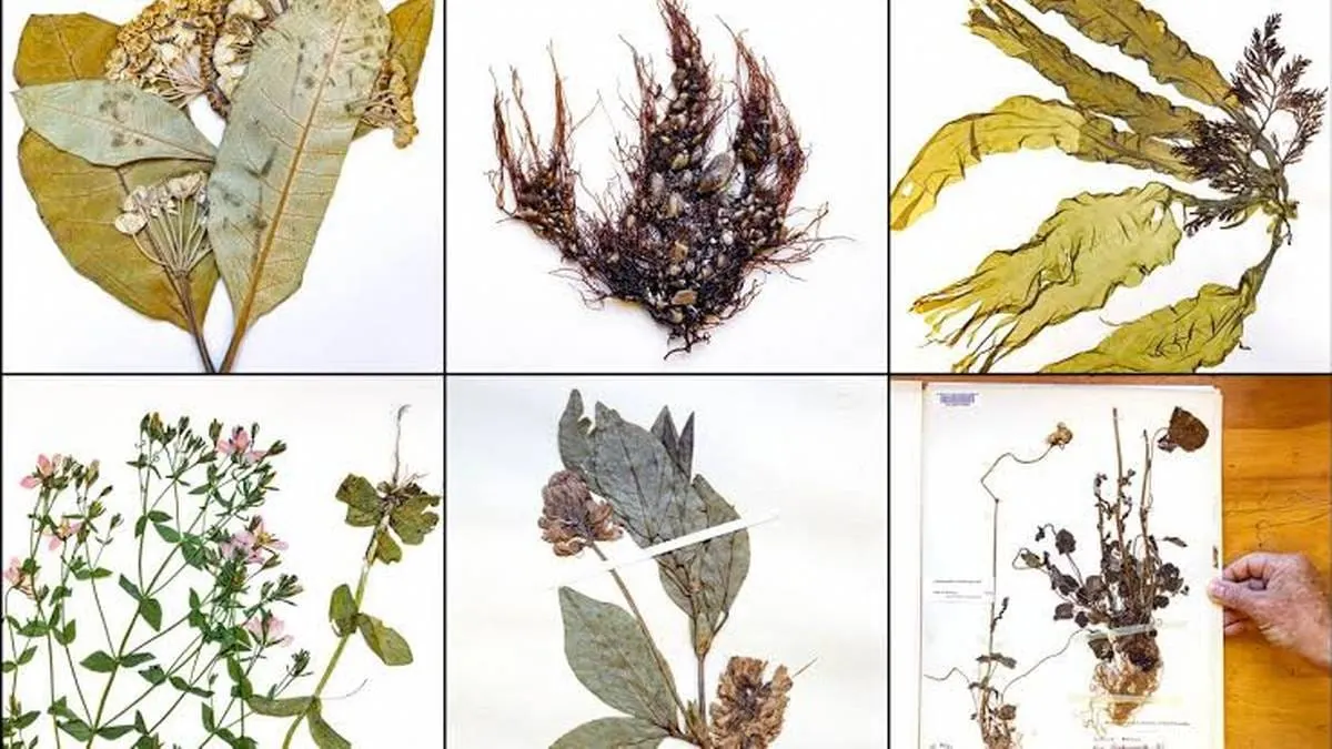 Salvan una colección de plantas de 100 años que reúne más de 800 mil ejemplares