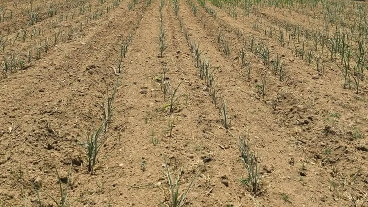 Campesinos piden declarar a Guerrero zona de desastre por sequía