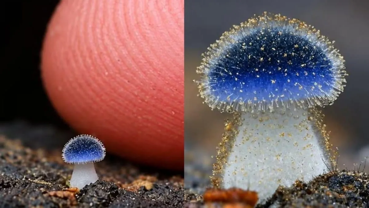 ¡Parece de fantasía! Descubren en Taiwán un pequeño honguito azul de apenas un milímetro