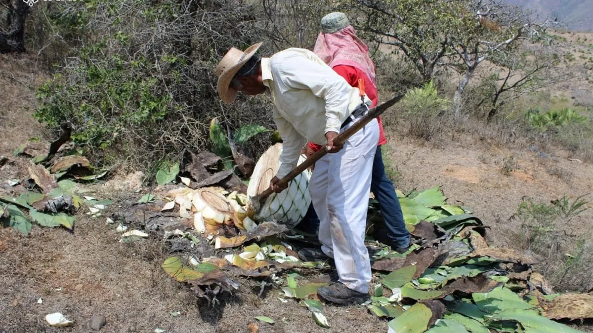 Congreso de Guerrero aprueba nueva ley para impulsar la producción y comercialización del maguey y mezcal