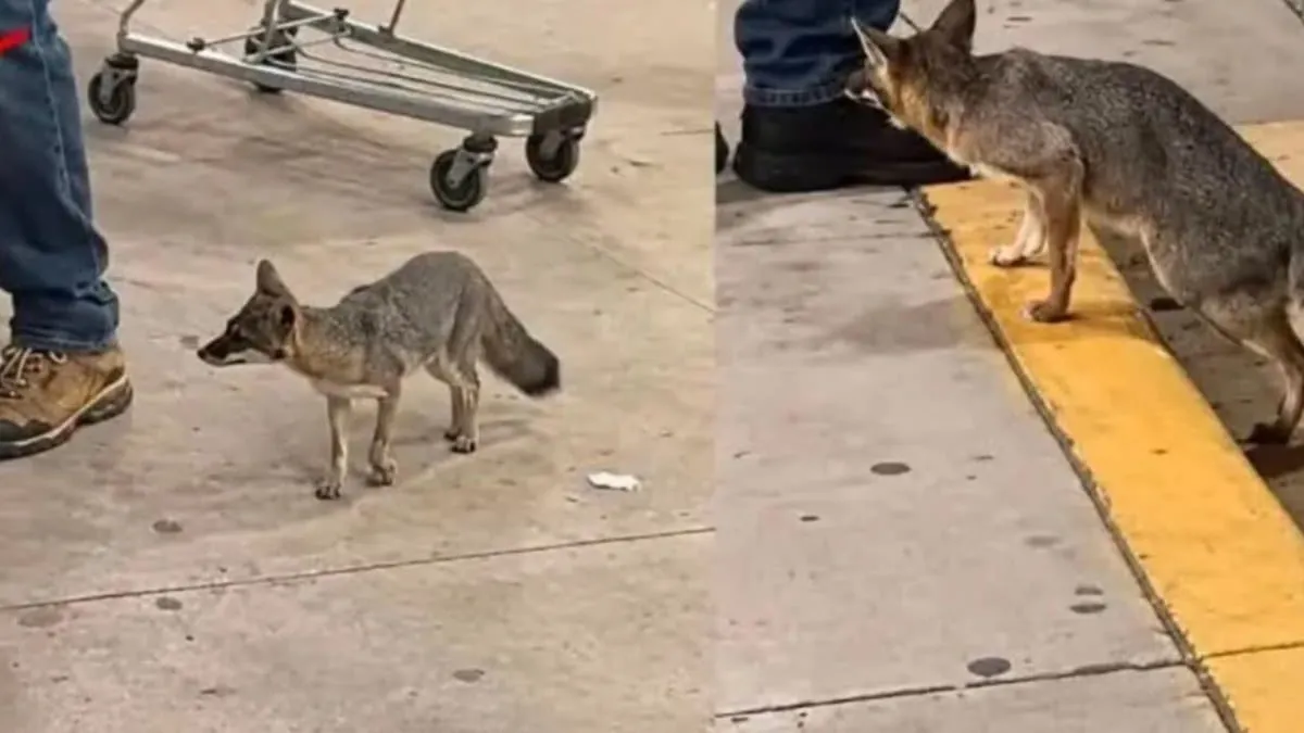 ¡En riesgo! quienes tuvieron contacto con una zorra gris posiblemente enferma; Salud los busca en Cancún