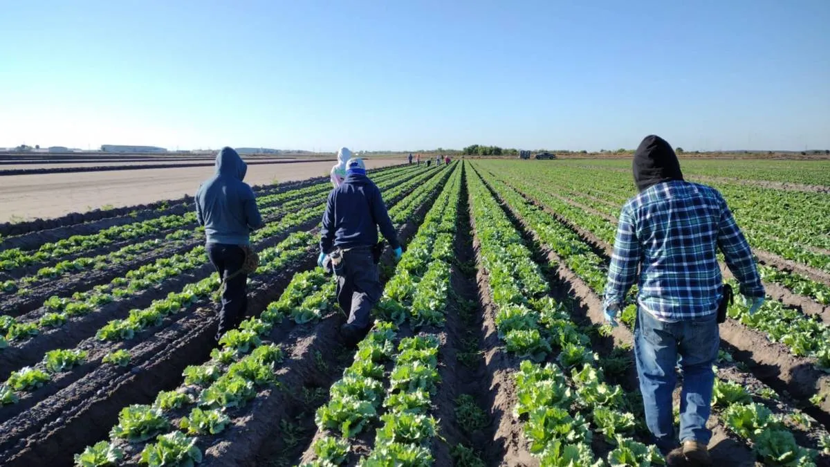 Consiguen 388 jornaleros de Guerrero empleo temporal en Estados Unidos