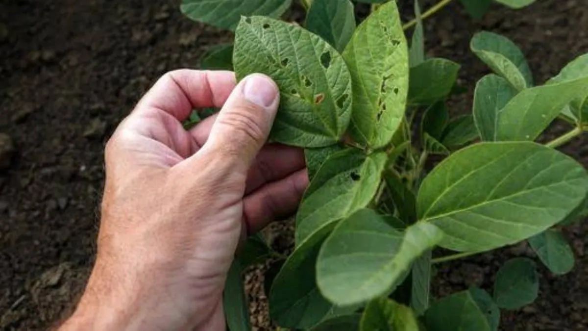 Ni tan inmóviles: descubren la increíble respuesta de las plantas al ser tocadas.
