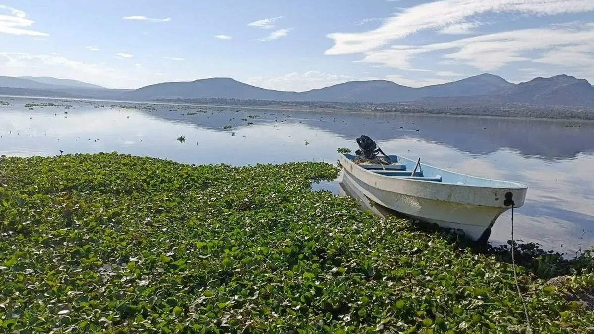 Presa Endhó, una crisis sin freno: aguas residuales, lirio y plaga de mosquitos