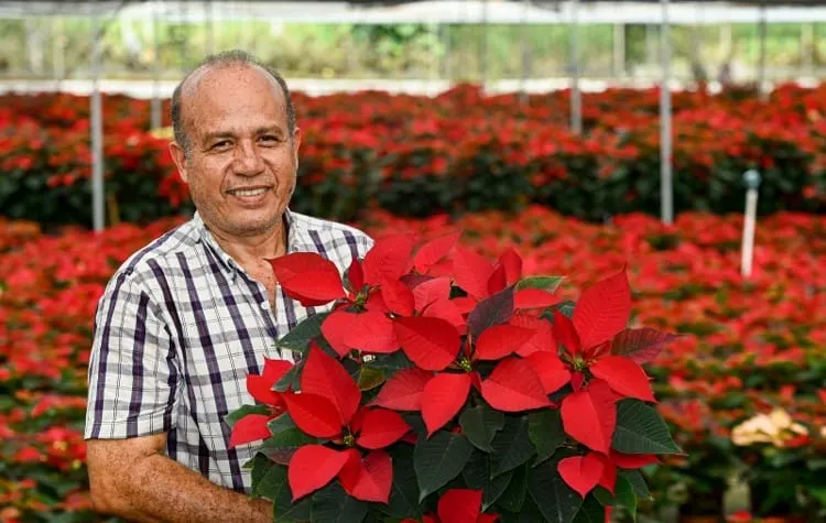 Morelos, líder nacional en producción de nochebuena