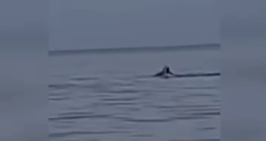 Video muestra ataque de animal en playa de Ixtapa que dejó un turista muerto