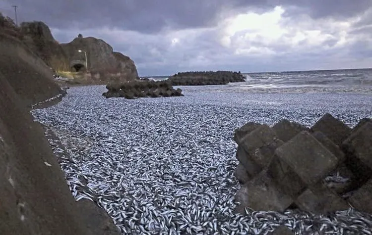 Aparecen miles de sardinas muertas en Japón; gobierno pide no comerlas