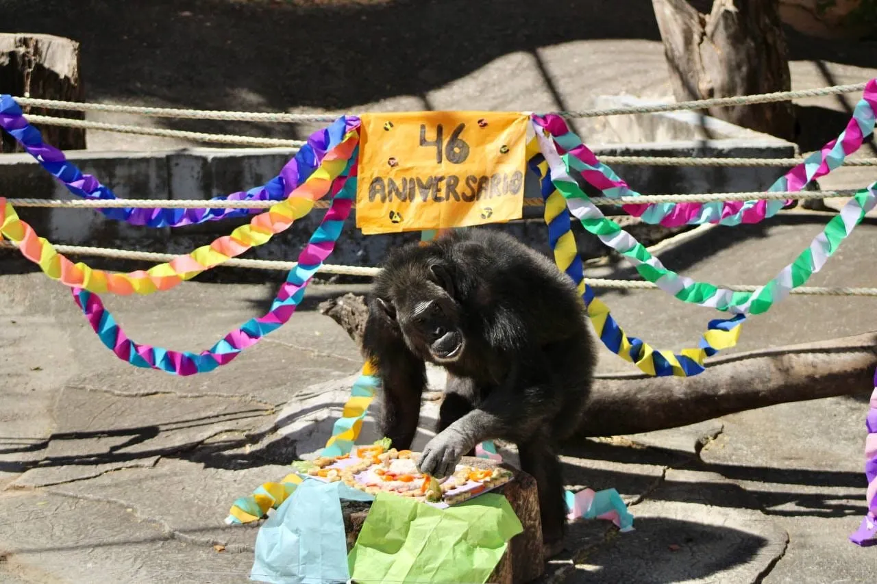 Zoochilpan celebra 46 años de preservar especies de animales; alista actividades para niñas y niños