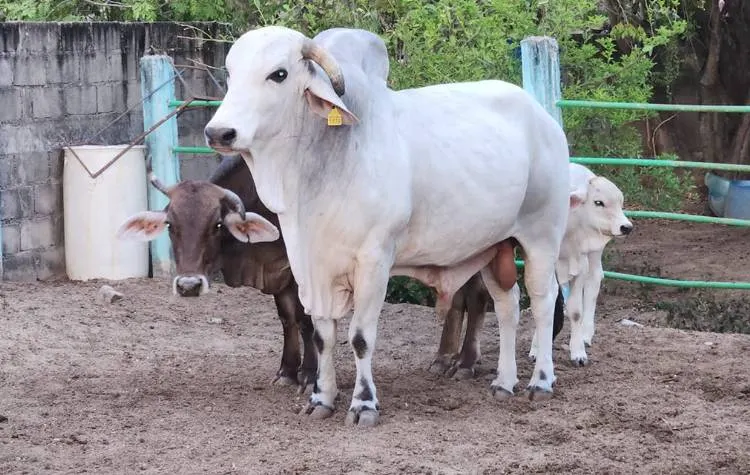 Eleva Congreso de Guerrero las penas por robo de ganado