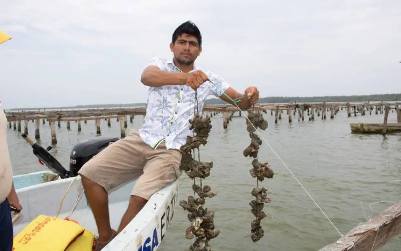 Garantizan abasto de pulpo y ostión para Semana Santa