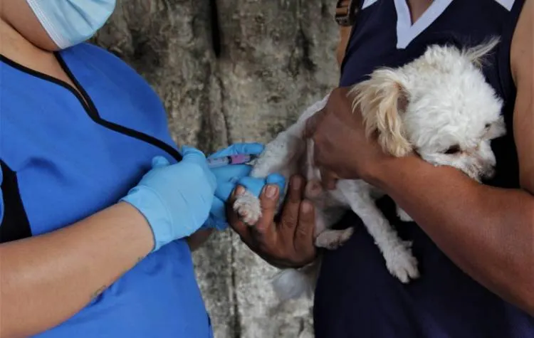 Inicia en Guerrero campaña de vacunación gratuita para mascotas