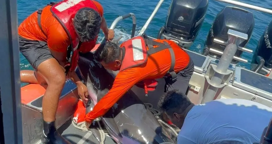 Marina rescata a un delfín varado en la playa Mogotes en Acapulco