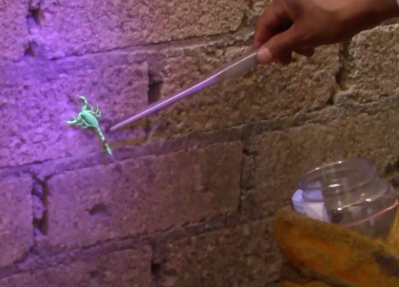 Emite SSG recomendaciones para evitar picaduras de alacrán en Guerrero