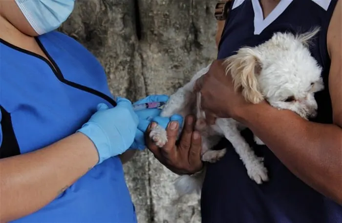 En Acapulco, vacunan contra la rabia a perros y gatos de la colonia Hogar Moderno