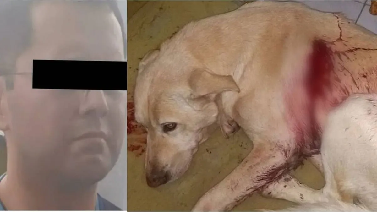 Dispara a indefenso perrito supuesto agente federal en la Ciudad de México; lo detienen